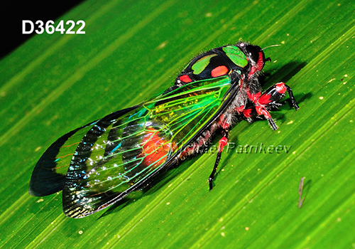 Carineta diardi (Cicadidae)